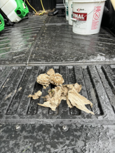Pieces of a removed wasp nest in the bed of a Sheridan Pest Control truck after a job in Albany, NY.
