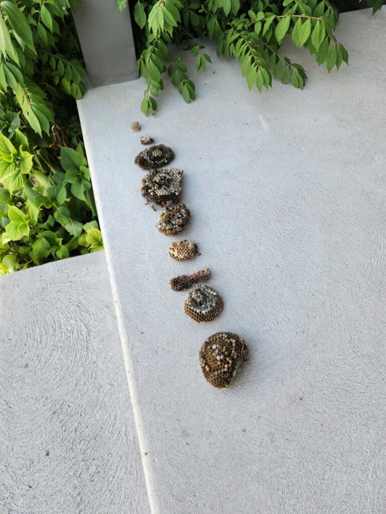 Several removed wasp or hornet nests displayed on a concrete surface after a pest control service by Pure Pest Solutions in North Ogden, UT.