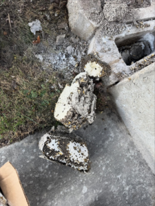 Several removed wasp nests lying on the ground next to a concrete path, demonstrating successful pest removal by BAM Pest Control in Sandy, UT.