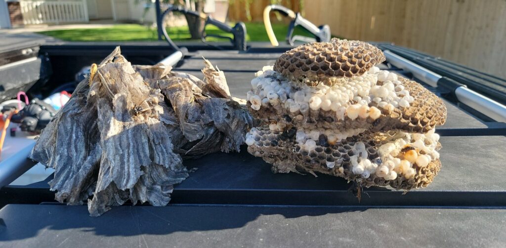 Two large wasp nests, one paper and one open comb with larvae, removed and placed on a truck bed by Wilkinson Pest Control in Nampa, ID.