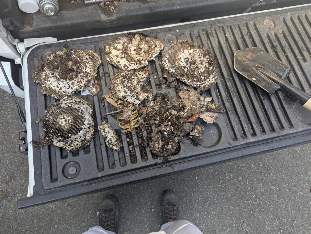 Several removed wasp nests and a shovel on a truck tailgate after a pest control job by Insight Pest Solutions- Northwest in Federal Way, WA.