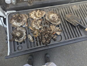 Several removed wasp nests and a shovel on a truck tailgate after a pest control job by Insight Pest Solutions- Northwest in Federal Way, WA.