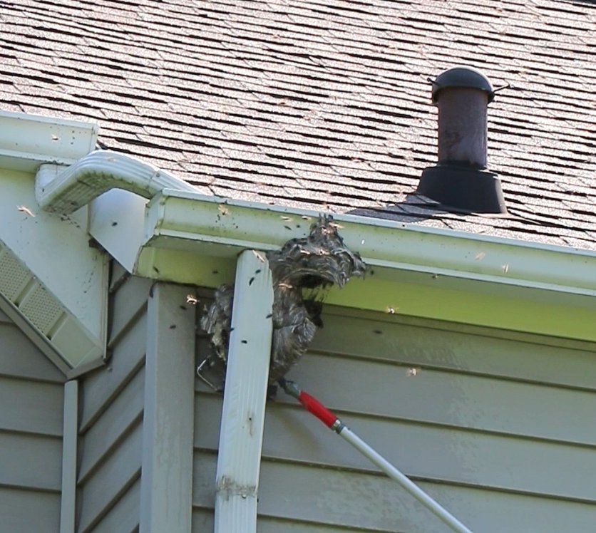 A professional removing a large wasp nest from under a house gutter by Bohmz Pest Services in Janesville, WI.