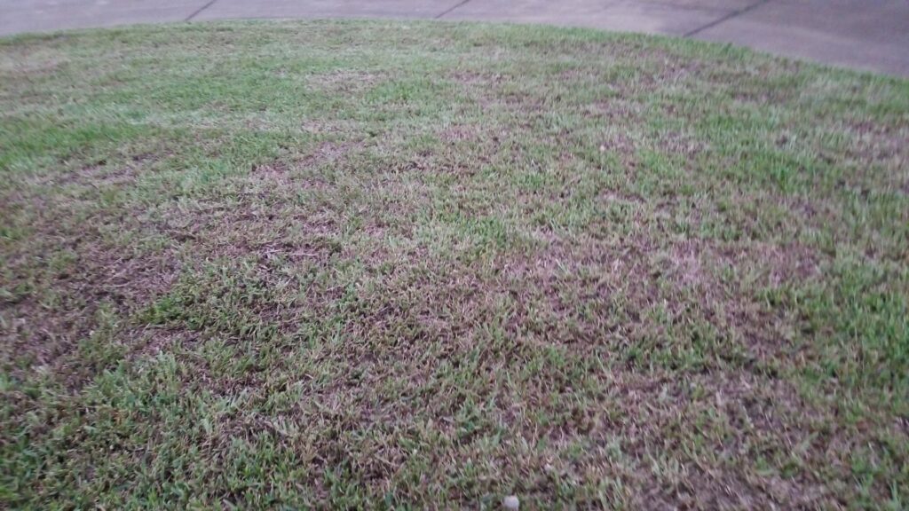 A residential lawn with brown areas, suggesting a pest issue, for Pro Care Lawn and Pest in Jacksonville, FL.