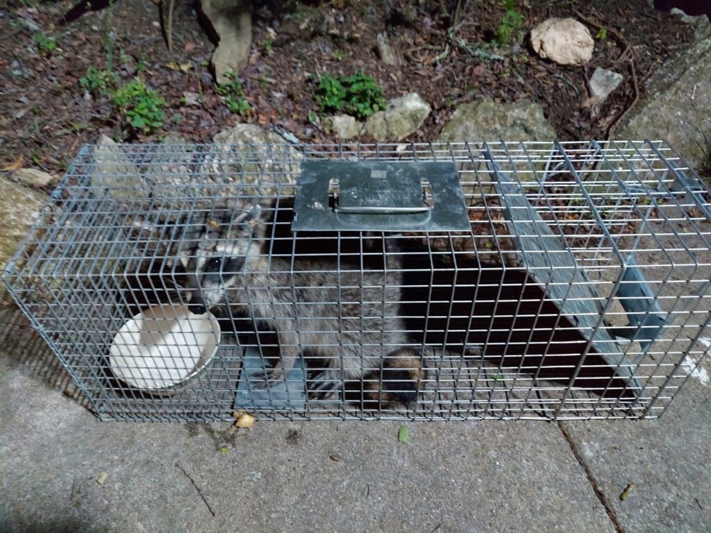 A ringtail safely caught in a live trap by Good Riddance Rodents, offering humane wildlife control services in North Austin, TX.