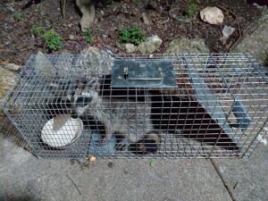 A ringtail safely caught in a live trap by Good Riddance Rodents, offering humane wildlife control services in North Austin, TX.