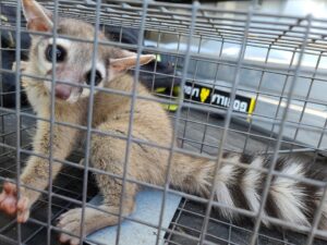 A ringtail safely captured in a live trap for humane wildlife removal by CARE PEST PROS in Austin, TX.