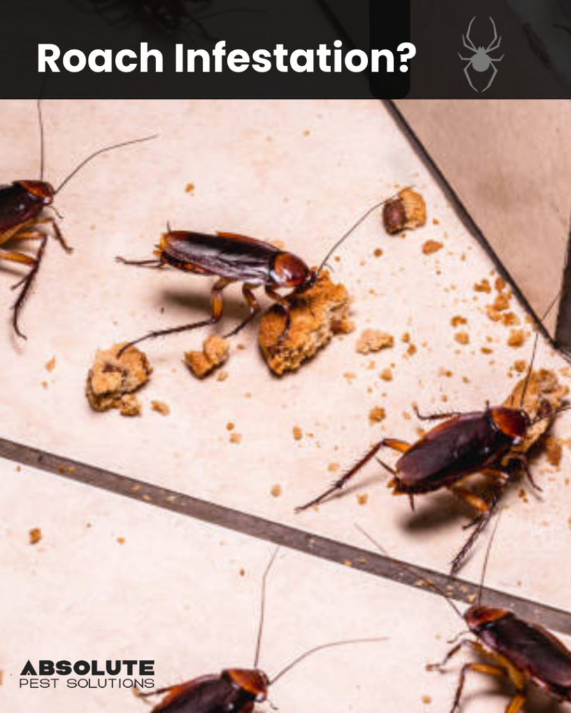 A severe roach infestation on a kitchen floor, highlighting a common problem Absolute Pest Solutions addresses in Piedmont, OK.