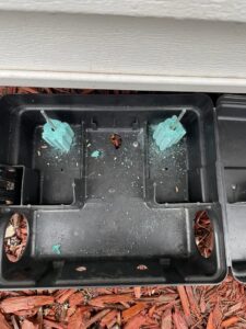 An open rodent bait station with green bait blocks, used for rodent control by Pike Creek Exterminating in Kenosha, WI.