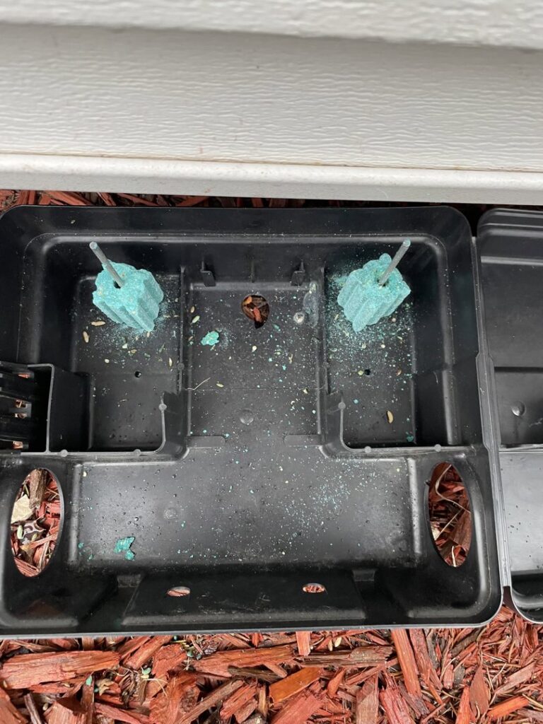 An open rodent bait station with green bait blocks, used for rodent control by Pike Creek Exterminating in Kenosha, WI.