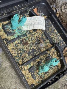 An outdoor rodent bait station containing green pest control pellets, used by Charm City Pest Control Solutions LLC for effective rodent management in Baltimore, MD.