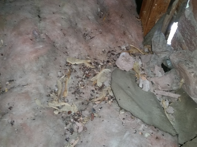 Rodent droppings and debris found in insulation by Pony Express Pest Control in Pollock Pines, CA.
