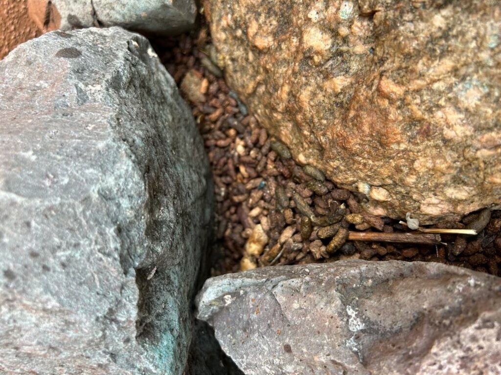 Rodent droppings found between rocks, a common sign of pest activity for Steadfast Pest Control in Queen Creek, AZ.