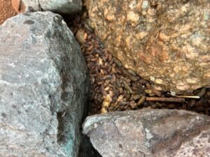 Rodent droppings found between rocks, a common sign of pest activity for Steadfast Pest Control in Queen Creek, AZ.