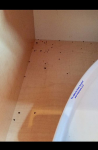 Rodent droppings found inside a cabinet, indicating a pest problem for You Betcha Pest Control & Solutions LLC in Rochester, MN.