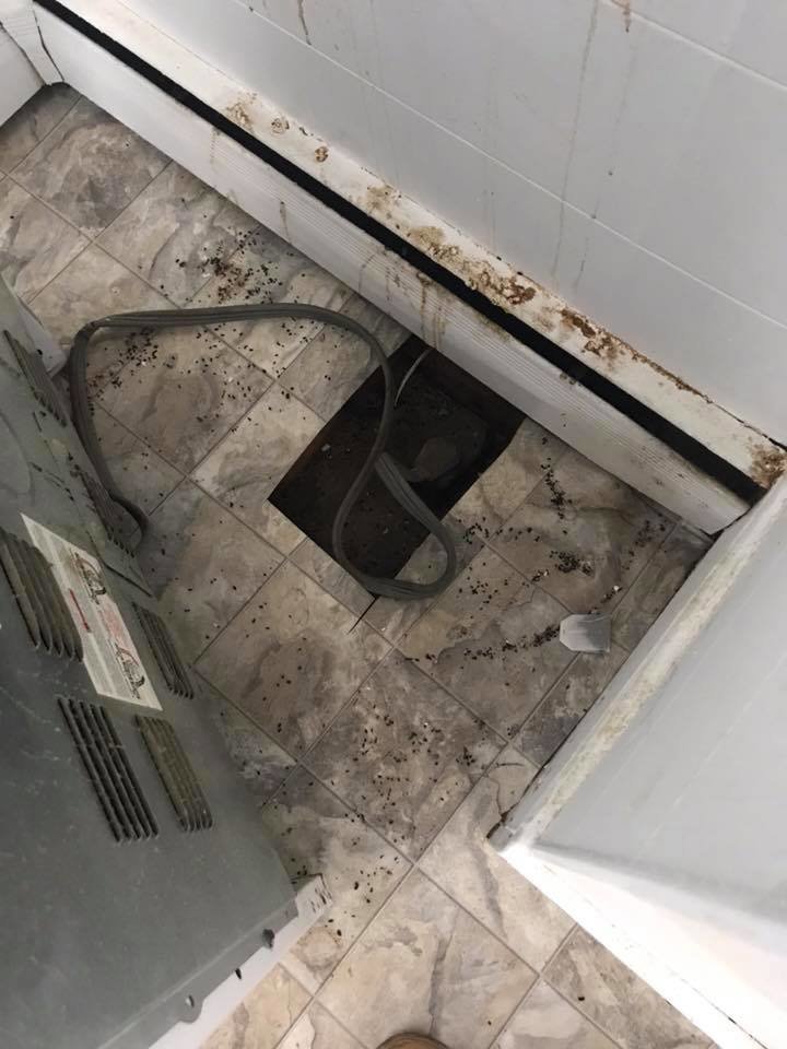 Rodent droppings and floor damage around a cut-out area, indicating a pest control issue addressed by First State Mosquito in Wilmington, DE.