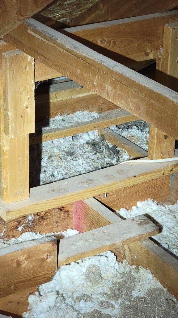 Rodent droppings visible in attic insulation, indicating a pest infestation, found by KC Pest Experts in Olathe, KS.
