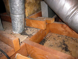 Evidence of rodent droppings found in an attic, indicating a pest problem for PestNation in Buford, GA