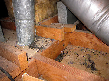 Evidence of rodent droppings found in an attic, indicating a pest problem for PestNation in Buford, GA