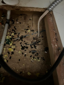 Evidence of rodent droppings indicating an infestation found by Thrive Pest Management in Sandy, UT