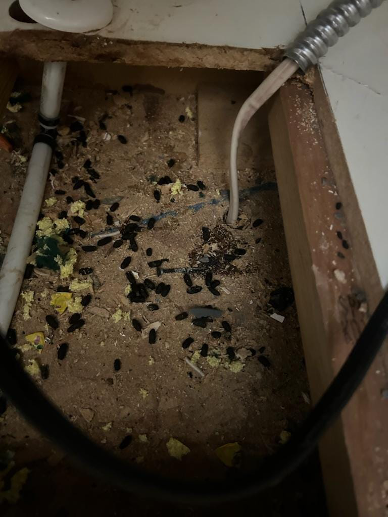 Evidence of rodent droppings indicating an infestation found by Thrive Pest Management in Sandy, UT