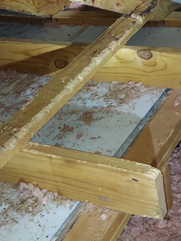 Rodent droppings and disturbed insulation in an attic, indicating a pest infestation handled by Good Riddance Rodents in North Austin, TX.