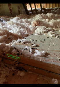 Extensive rodent droppings and disturbed insulation in an attic, showing a pest issue for You Betcha Pest Control & Solutions LLC in Rochester, MN.