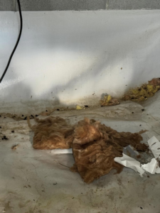 Rodent droppings and disturbed insulation indicating pest activity in a crawl space or attic by Ultra Pest in Mt. Pleasant, SC