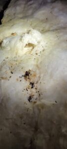 Evidence of rodent activity, including droppings and disturbed insulation, found in an attic or crawl space by Pest In Class Exterminating in Johnson City, TN.