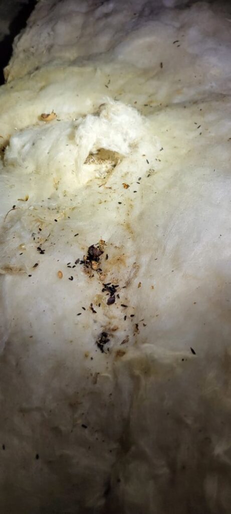 Evidence of rodent activity, including droppings and disturbed insulation, found in an attic or crawl space by Pest In Class Exterminating in Johnson City, TN.