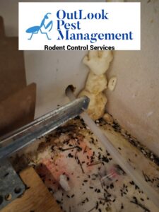 Evidence of rodent droppings and nesting material in a corner, indicating a rodent control service by OutLook Pest Management in Canby, OR.