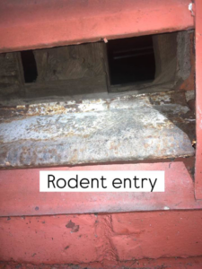 A close-up view of a rodent entry point in a brick wall, identified by Sophie's Pest Solutions in Oakland, CA.