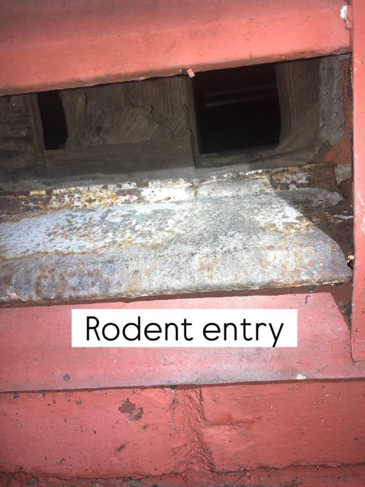 A close-up view of a rodent entry point in a brick wall, identified by Sophie's Pest Solutions in Oakland, CA.