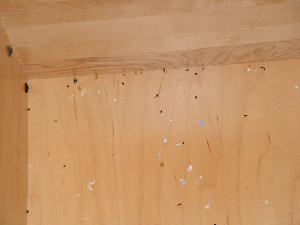 Evidence of rodent or insect droppings inside a cabinet, indicating a need for pest control from Allstate Animal Control in Elizabeth, NJ.