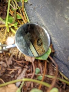 A small mirror used to inspect a hole, revealing a rodent, by Elevated Pest Control LLC in Berthoud, CO.