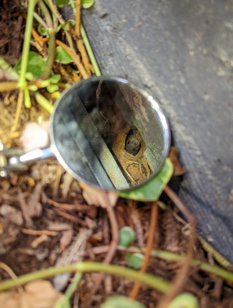 A small mirror used to inspect a hole, revealing a rodent, by Elevated Pest Control LLC in Berthoud, CO.