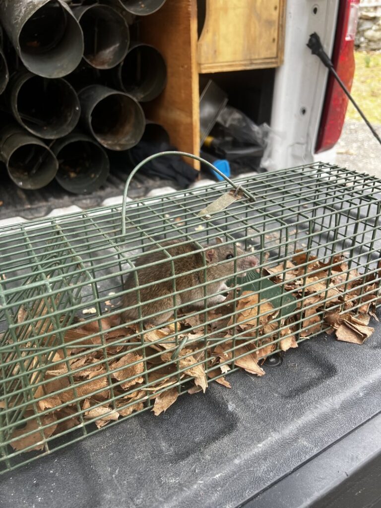 A small rodent caught in a live trap, ready for humane relocation by Defense Pest and Wildlife Control in Hartford, CT.