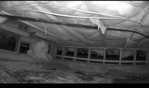 A rodent visible on insulation in a dark crawl space, captured by Rogue Valley Extermination & Pest Control in Medford, OR.