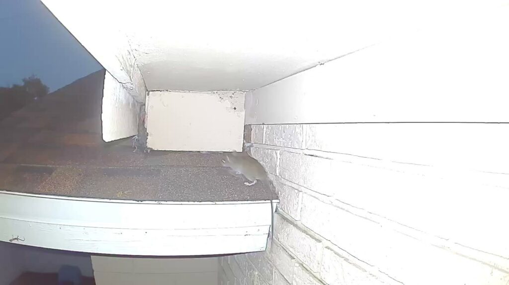 A rodent on a roof edge near a gutter, indicating a need for pest control services from Termite Lawn And Pest, Inc in Orlando, FL.