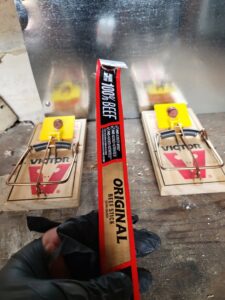 A technician setting up rodent snap traps with bait for pest control by Pest Express LLC in Rochester, NY