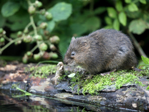 A small rodent on a mossy log, indicating wildlife control services by Omaha Pest Control, Inc. in Omaha, NE.