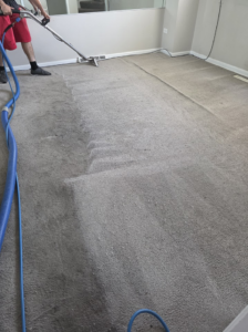 A professional cleaning a grey room carpet with a wand, showing a clean strip, by New Dawn's Carpet Cleaning in Cicero, IL.