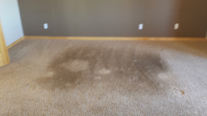 A room carpet with large dark stains needing professional cleaning by Carpetco Restoration in Thornton, CO