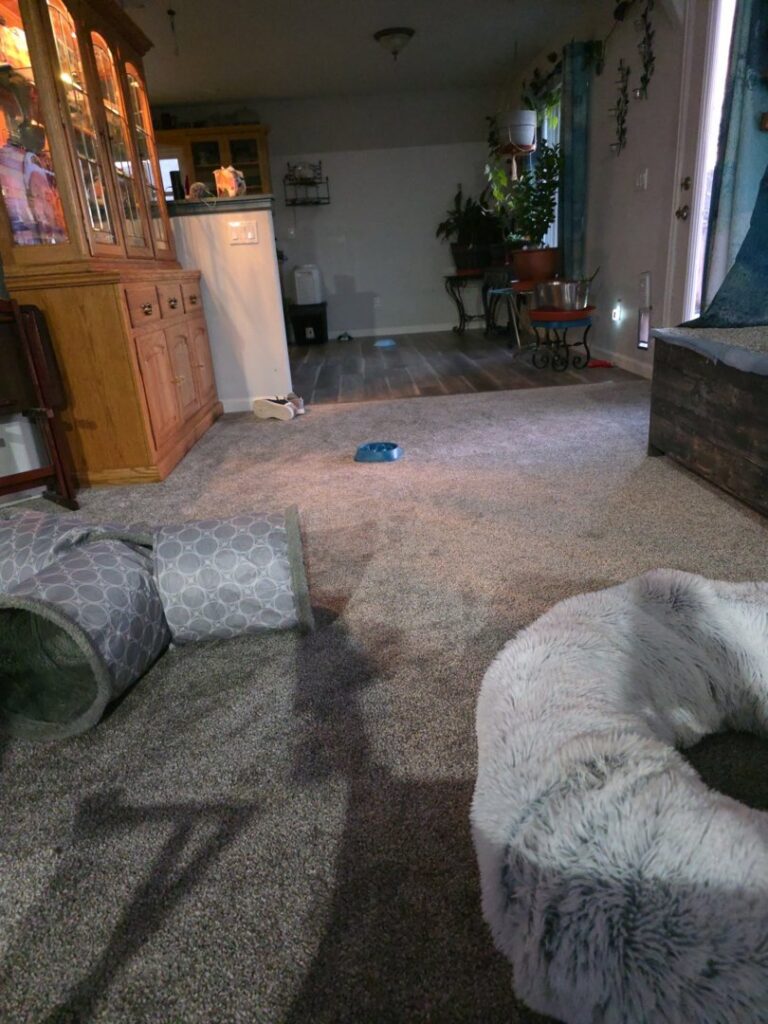 A room featuring new light grey carpet and hard flooring in the background by Carpet Clearance Warehouse Pueblo, CO.