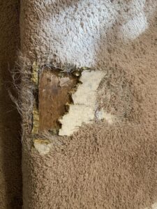 A small area rug with stain removal product and brush, ready for cleaning by The Carpet Chemist in Louisville, KY.