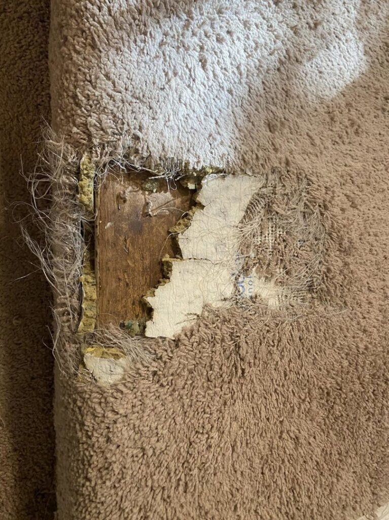 A small area rug with stain removal product and brush, ready for cleaning by The Carpet Chemist in Louisville, KY.