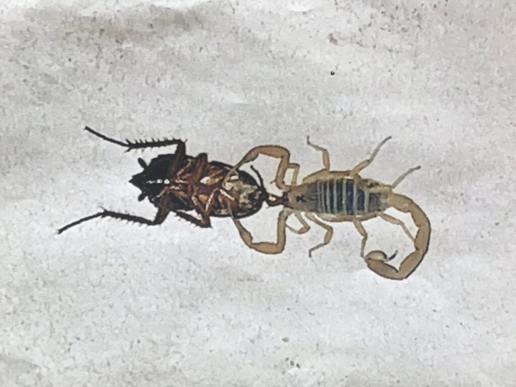 A scorpion attacking a cockroach, common pests handled by Reliable pest control solutions in Hannibal, MO