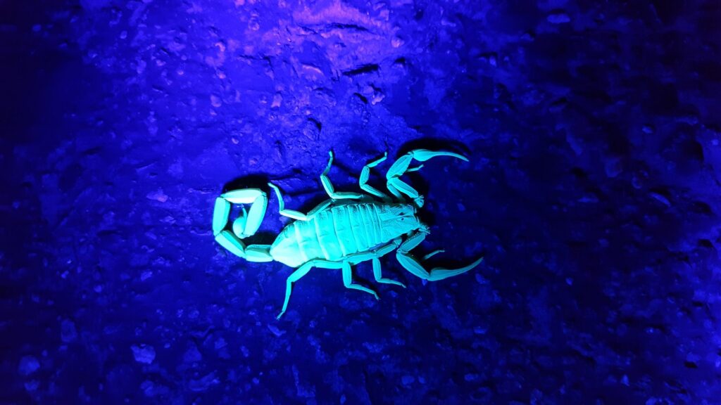 A scorpion glowing brightly under UV light, demonstrating pest detection methods used by Overson Pest Control LLC in Mesa, AZ