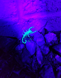 A scorpion glowing under UV light during a pest inspection by Dedicated Pest Control in Scottsdale, AZ.