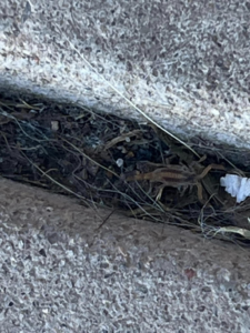 A scorpion hiding in a concrete crack, showing a pest control issue handled by Aspera Pest Control in Albuquerque, NM